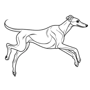 Dibujo de galgo en las carreras para colorear