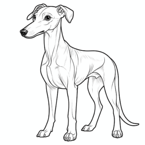 Dibujo de perro whippet para colorear