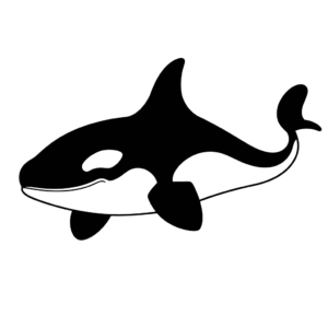 Dibujo de orca para colorear